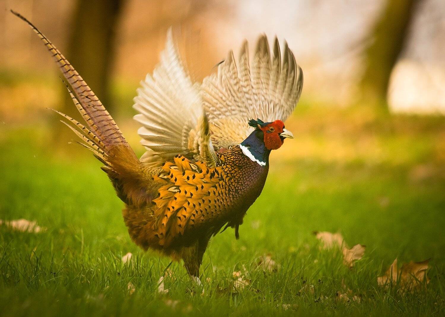 Pheasant. Автор: Robert Adamec , Robert Adamec