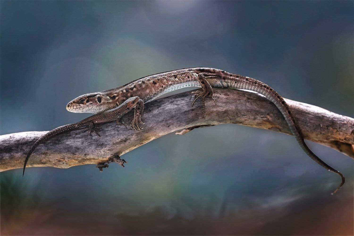 ящерица, животные, природа, Юлия Яремко