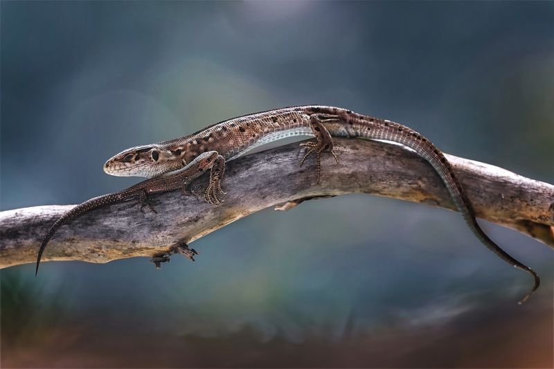 ящерица, животные, природа Мать и дитя фото превью