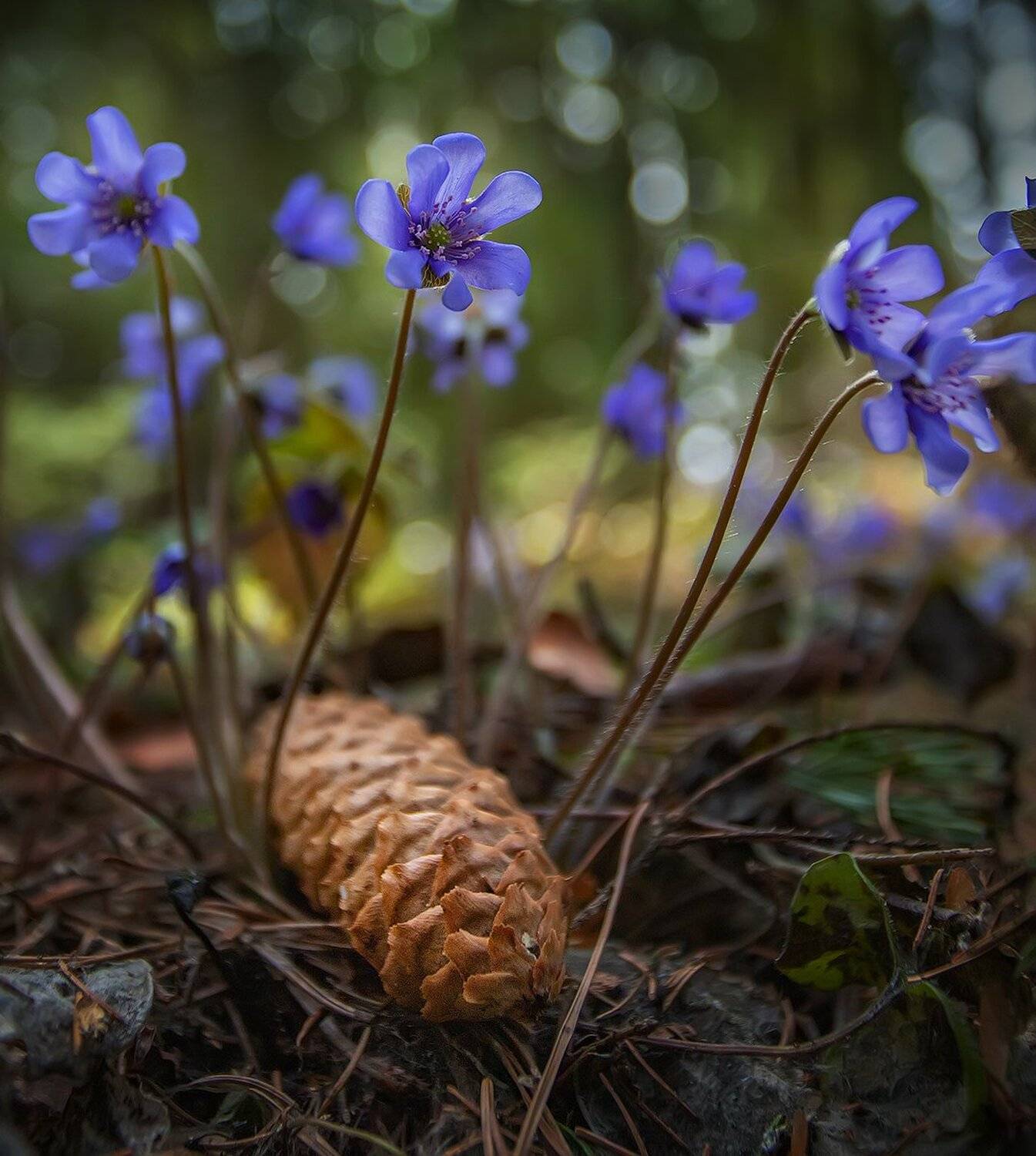 , Николай Андреев