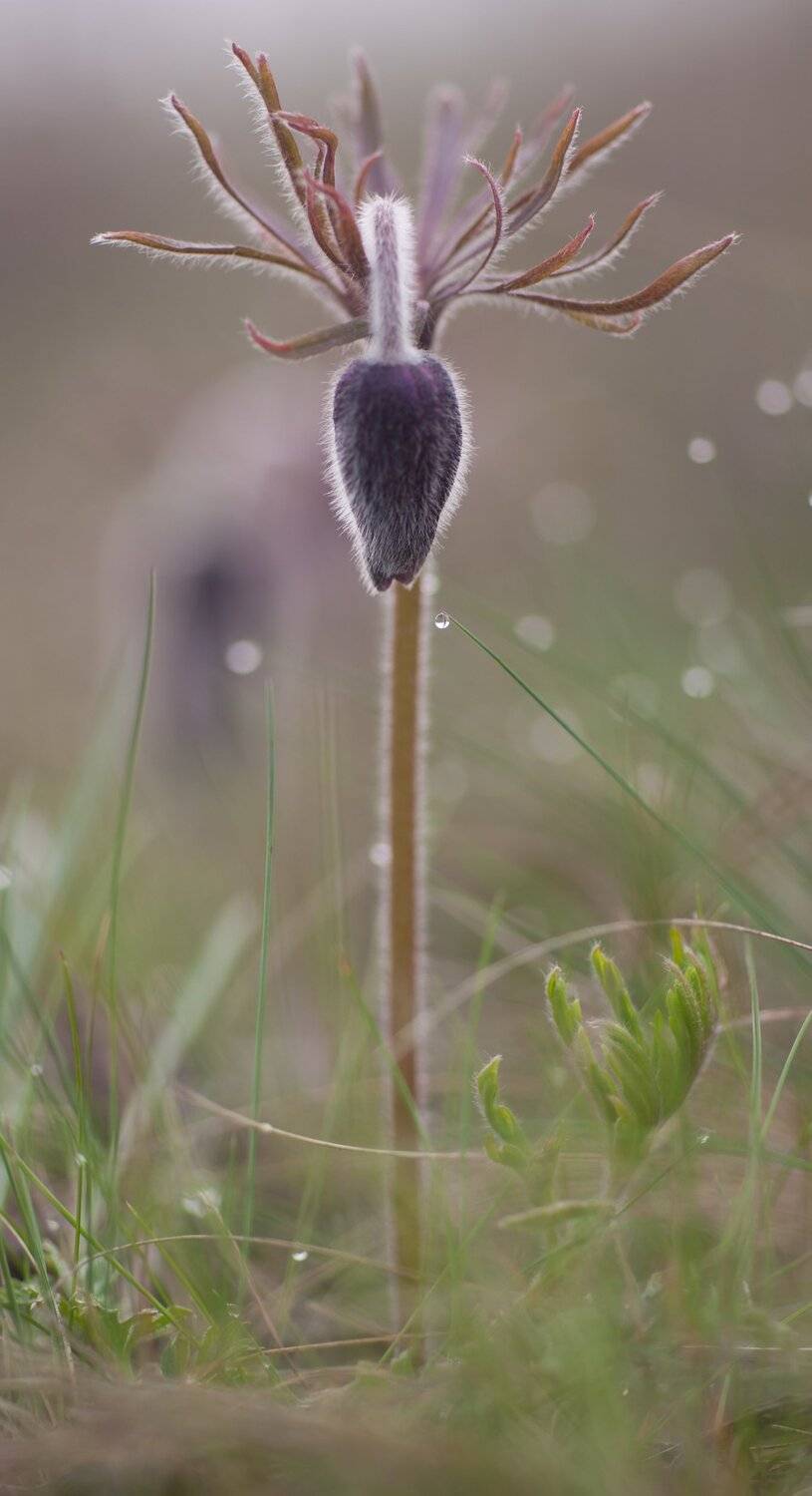 , Викулов Николай