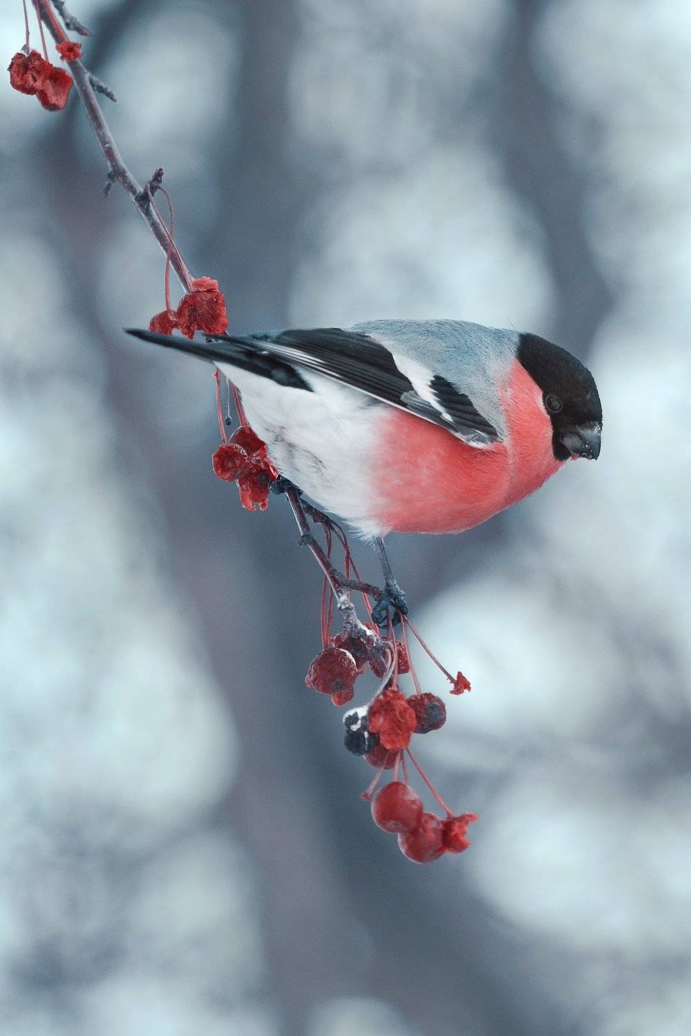 , Воинкова Ирина