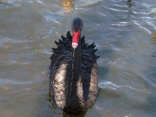 BLACK swans in the blue pond water - a bird, animals in the wild