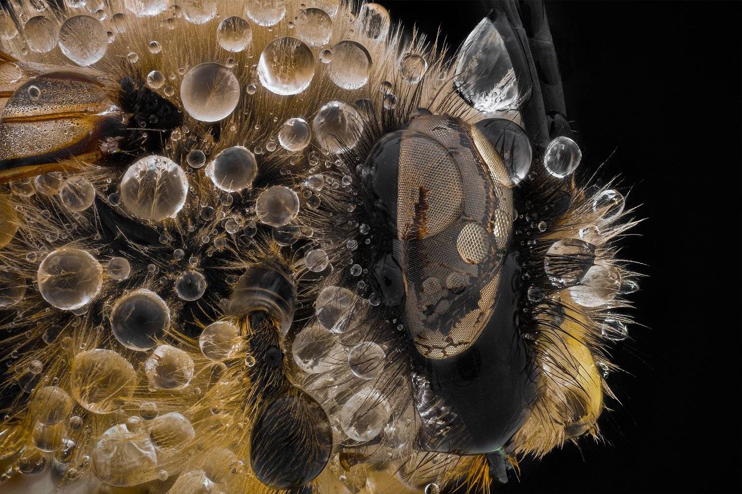 ceclii, macro, lomo 3.7, Tsvetan Ganev