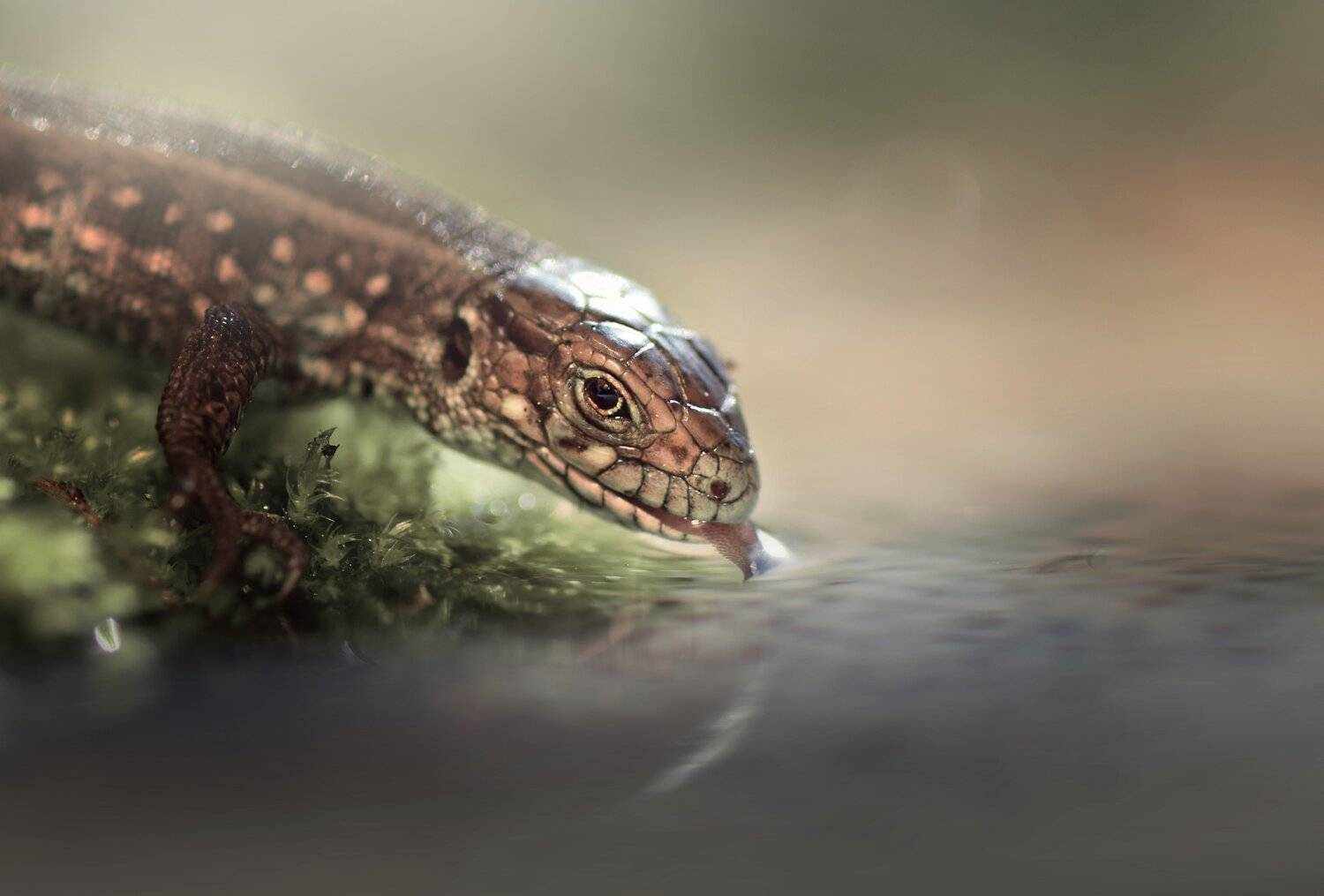 , Лапшина Владлена