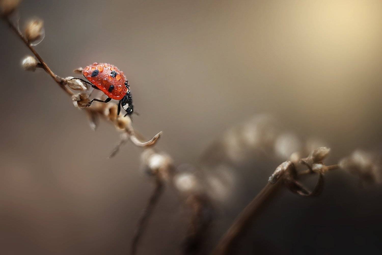 #макро #божьякоровка, Анастасия Думинская