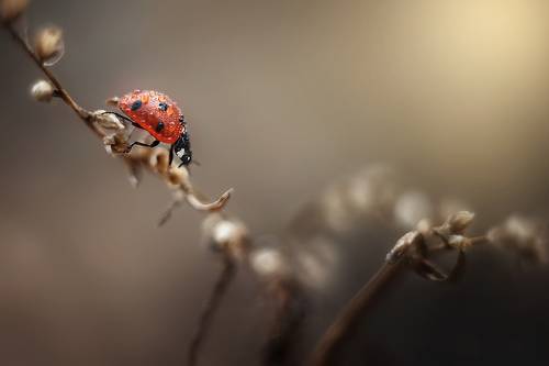 Прогулка на закате