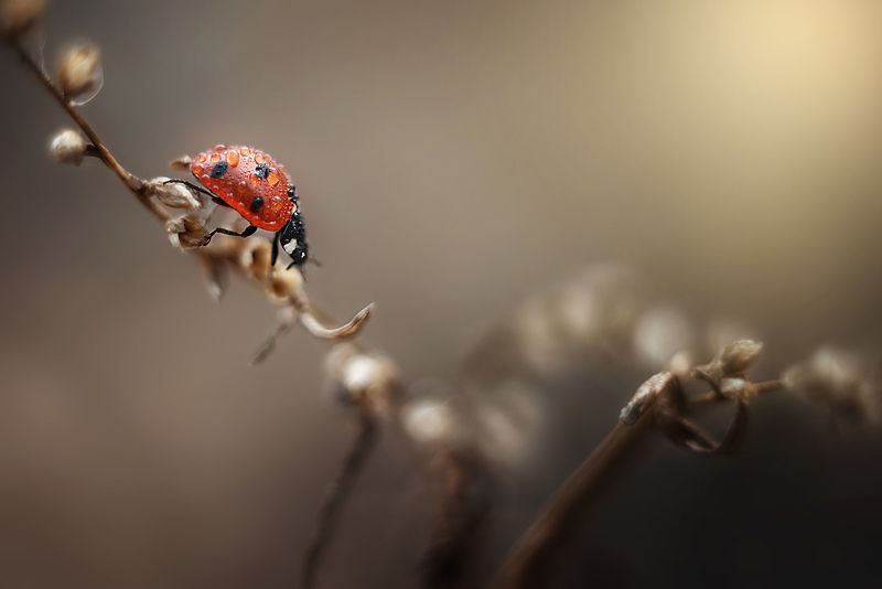 #макро #божьякоровка Прогулка на закате фото превью