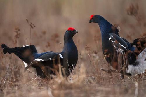 Утро на току