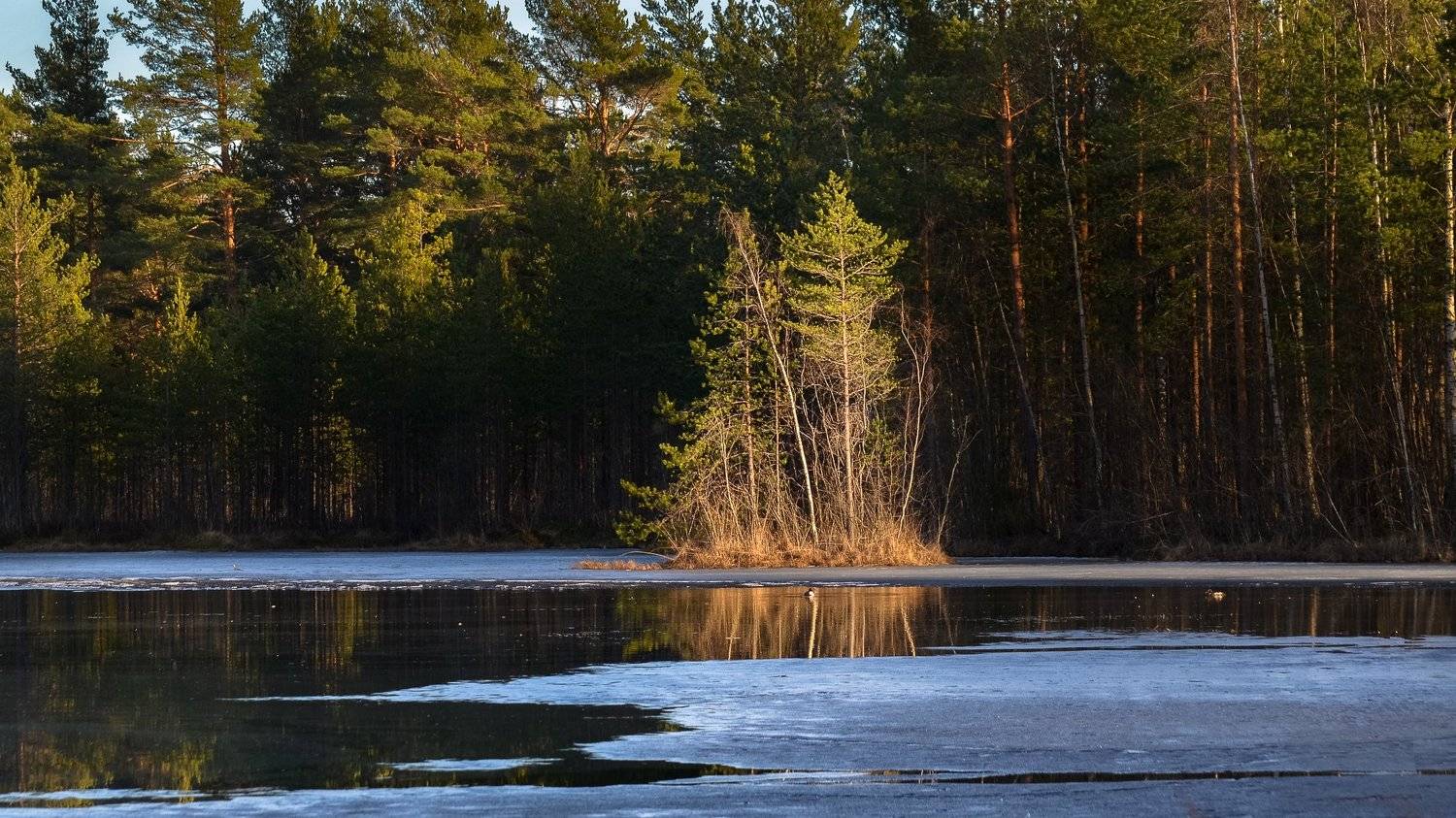 весна, болото, ленобласть, заповедник, заказник, красиво, апрель, остров, абстракция, свет, солнце, пляж, Валерий Верещако