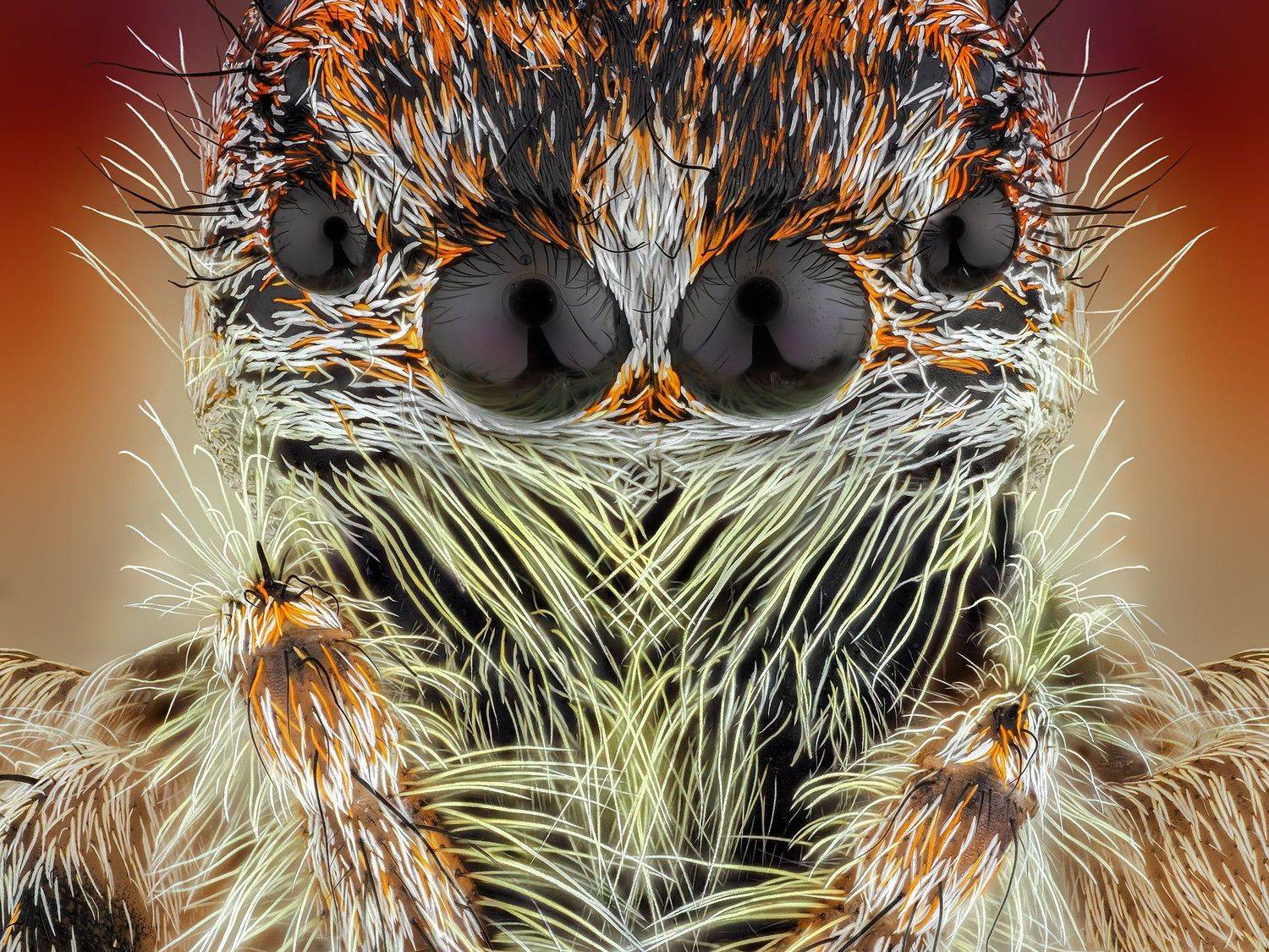 irass, waledzik, nat geo, olympus, close up, macro, extreme macro, макро, Ireneusz Irass Walędzik