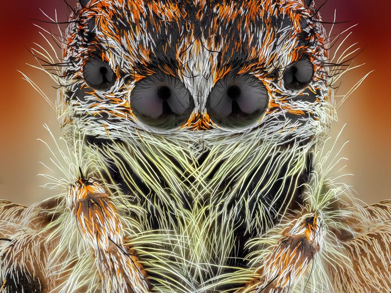 irass, waledzik, nat geo, olympus, close up, macro, extreme macro, макро oOOo. фото превью