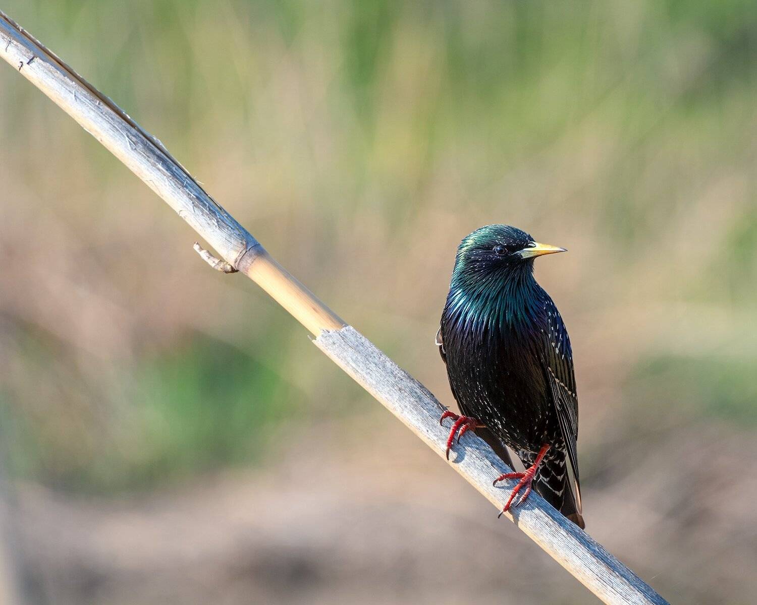 скворец, Алексей Рыльский
