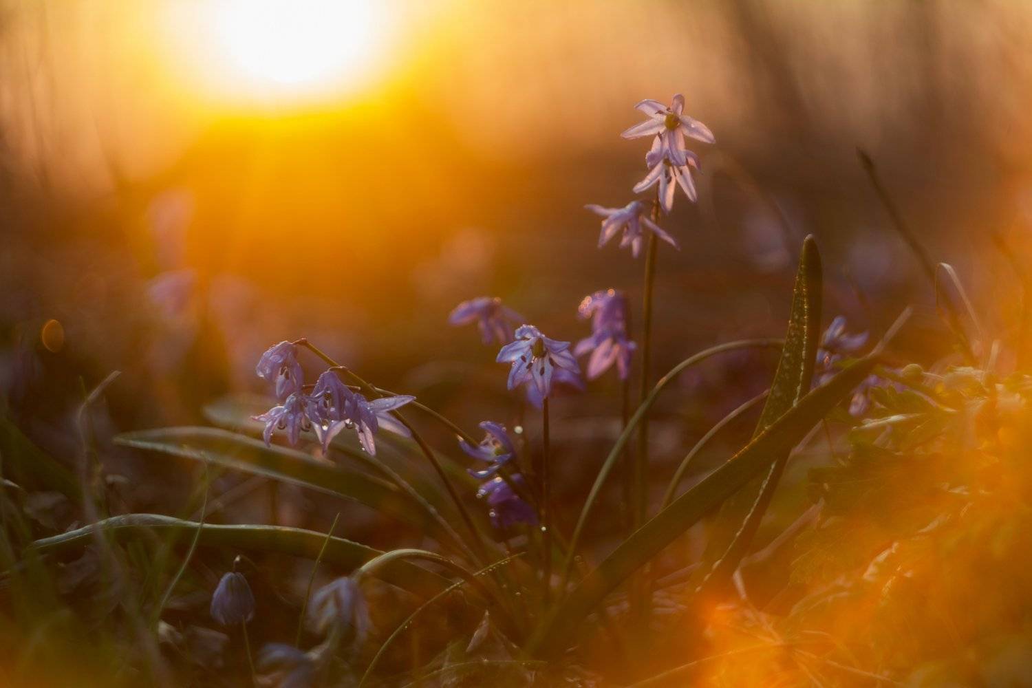 пролески, подснежники, весенние цветы, Александр Литвишко