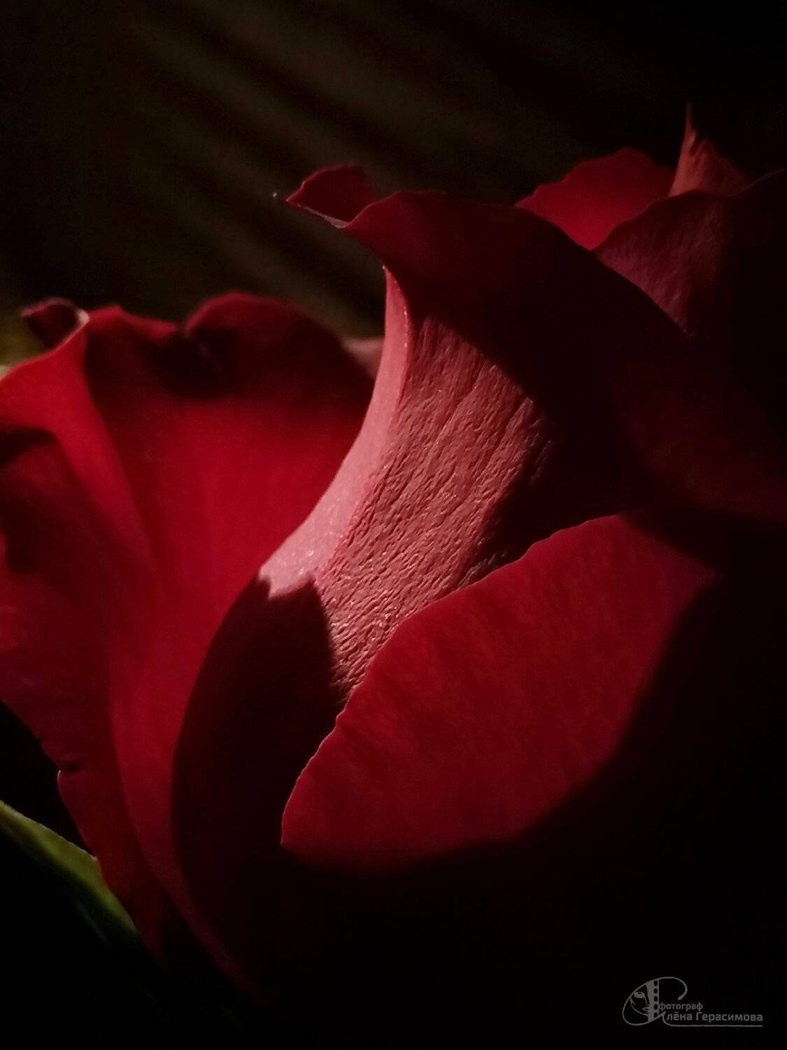 , Алёна Герасимова