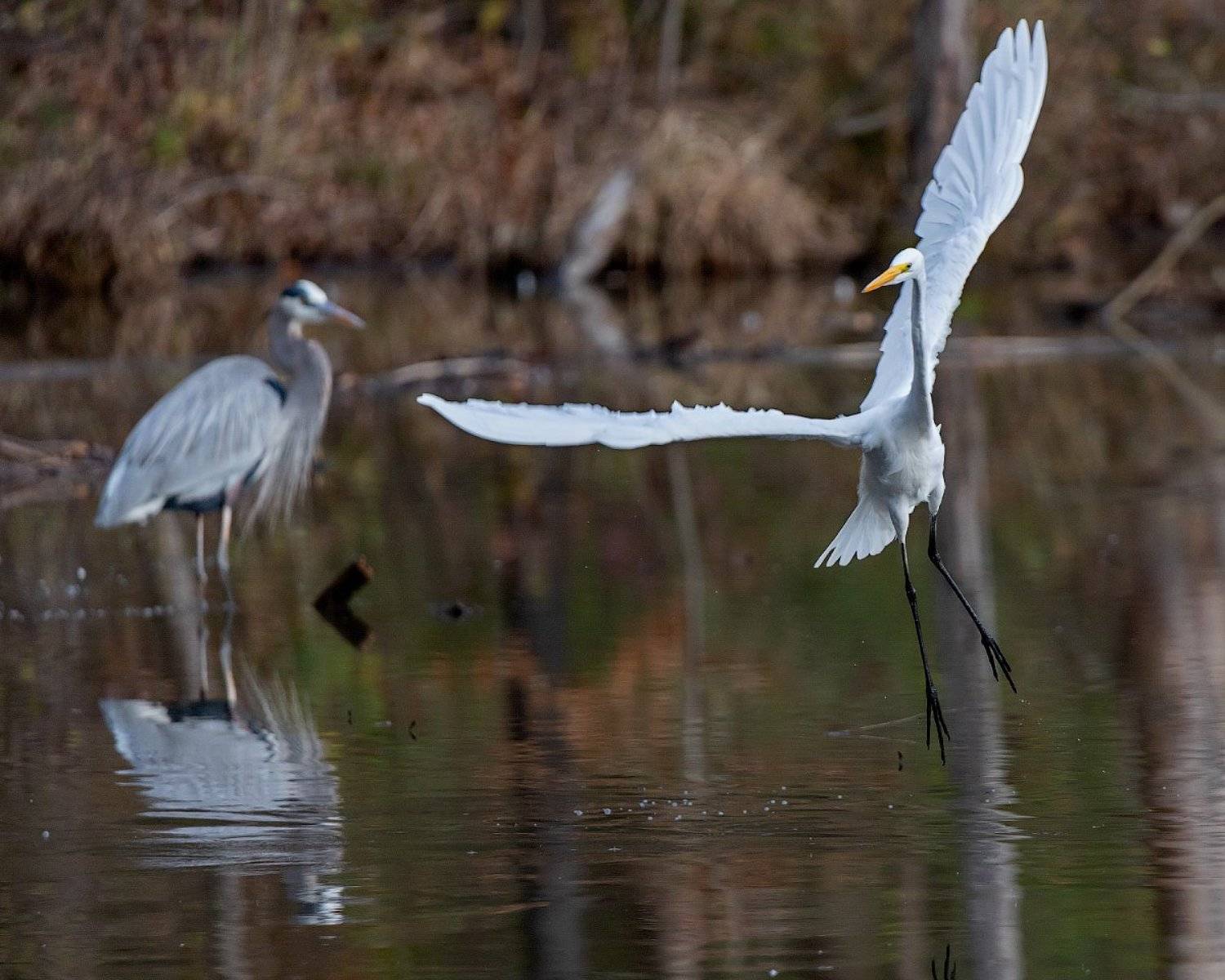 , Леонид Дьяченко