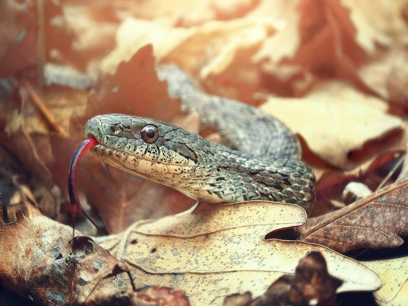 змея, узорчатый полоз, сухие листья Гибкий охотник фото превью