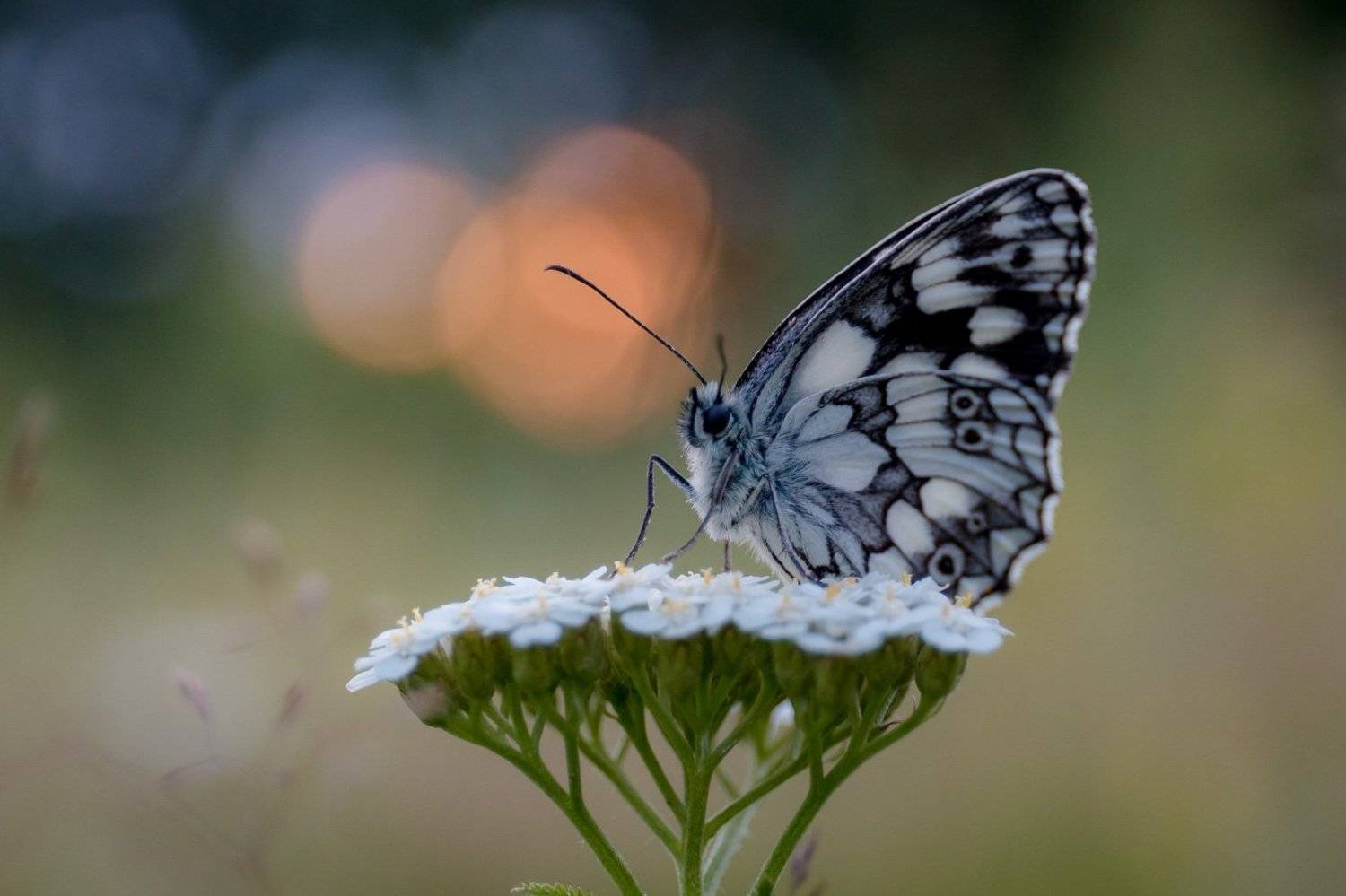 wildlife, insects,butterfly, насекомые, бабочка, пестроглазка, галатея, melanargia galathea, Алексей Юденков