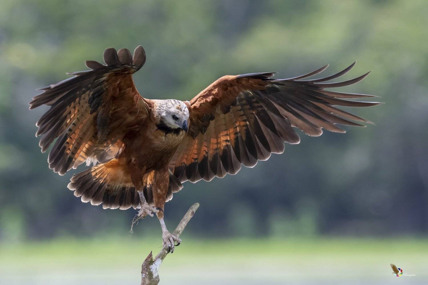 , Fernando Burgalin Sequeira