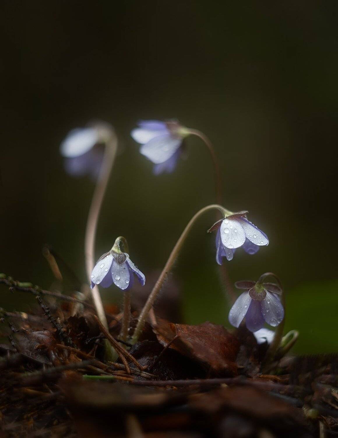 , Николай Андреев