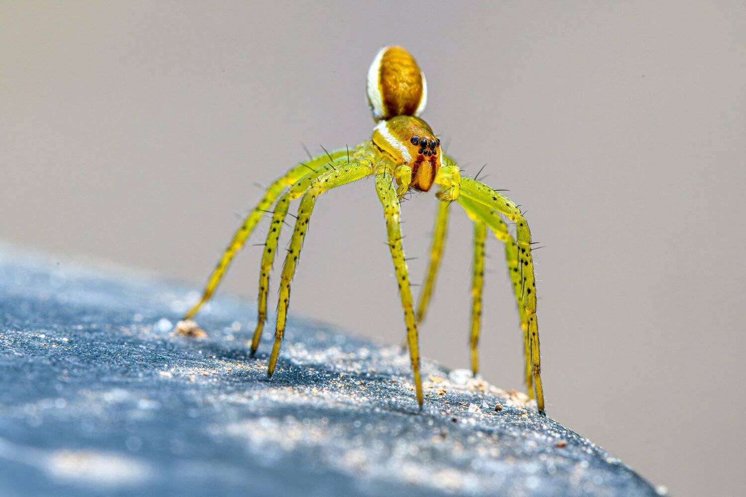 green;, nursery;, animal;, background;, close-up;, closeup;, detail;, details;, eyes;, insect;, legs;, life;, macro;, macrophotography;, micro;, natural;, nature;, no, people;, object;, outdoors;, plant;, spider;,  Mykhailo