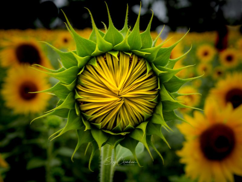 #macro #nature #redbug #red #color #insects #black&white #monochrome The bud фото превью