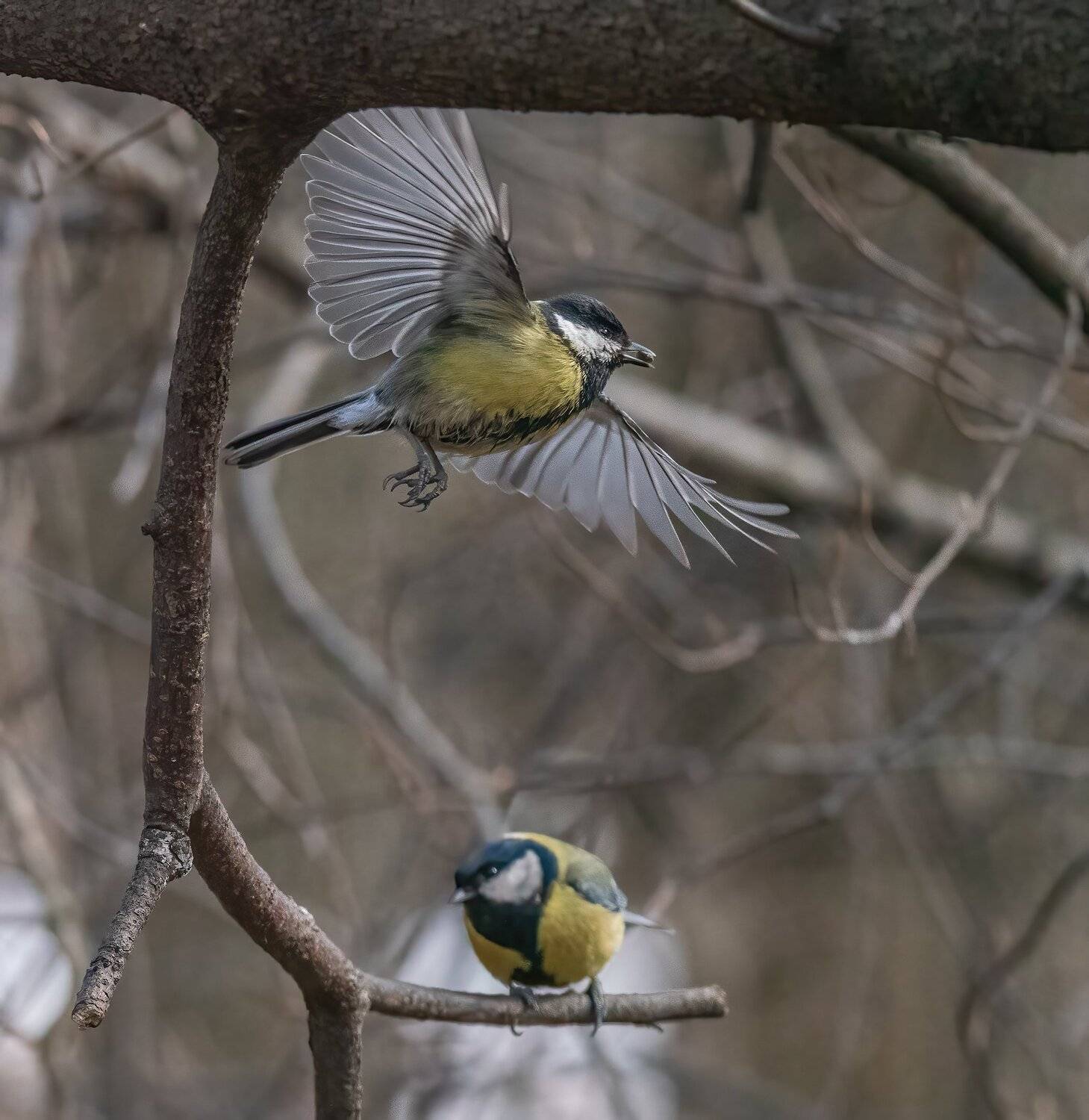 , Константин Дэм