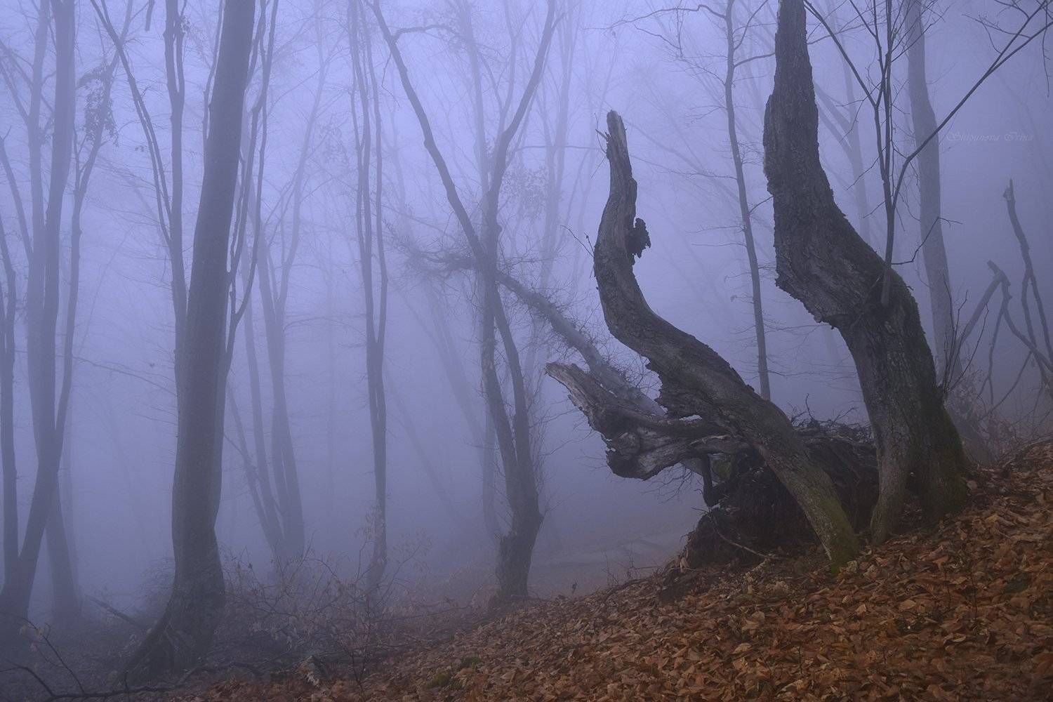 , Шипунова Ирина