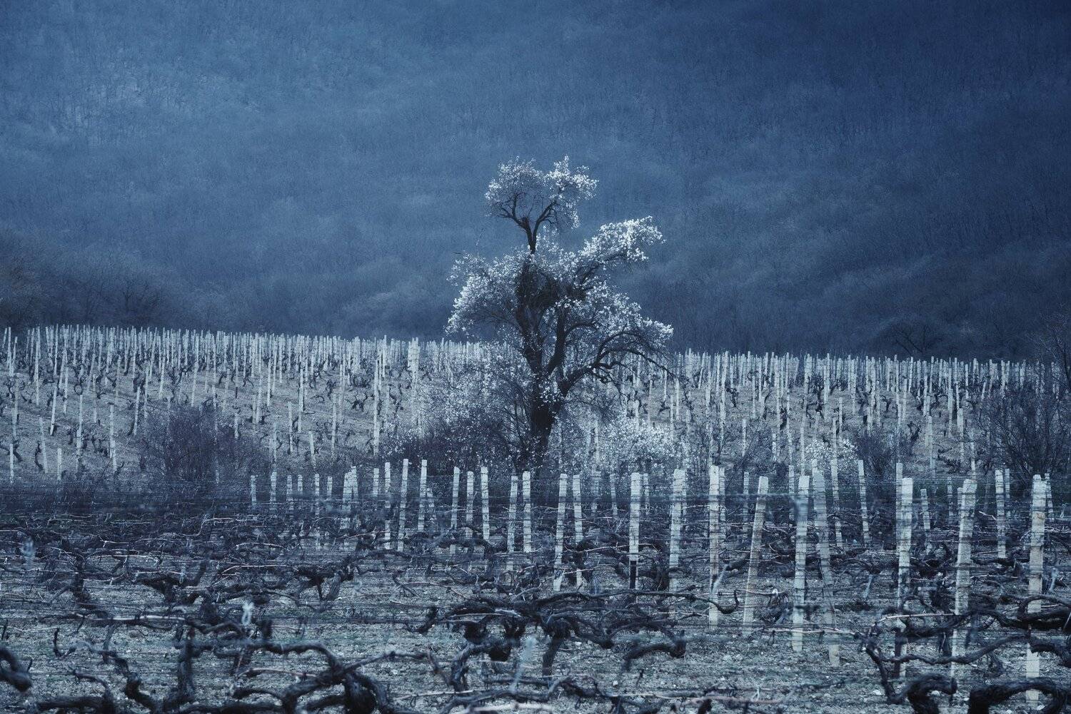 , Oleg Feofanov