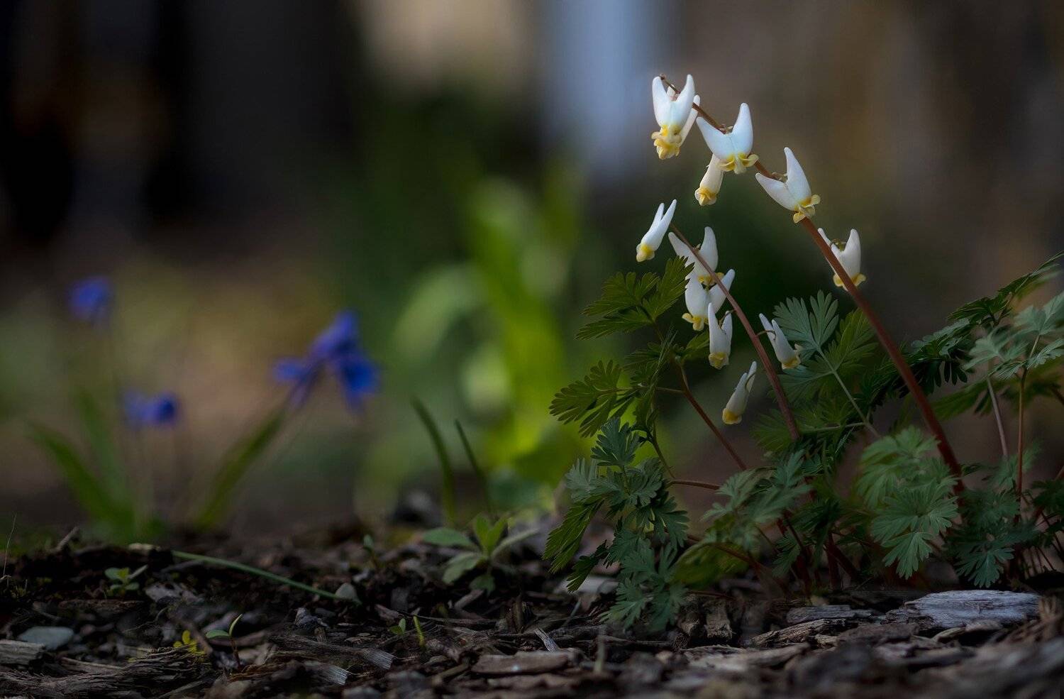 макро,цветы,весна,природа,флора,, Антонина Яновска