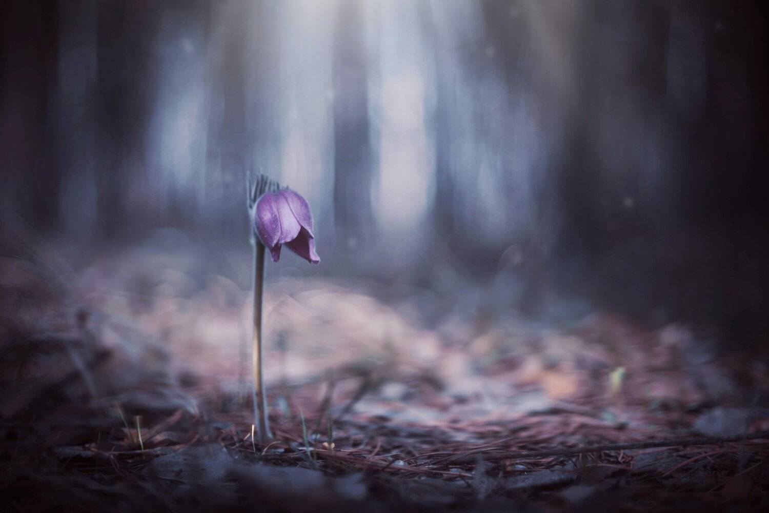 , Лапшина Владлена