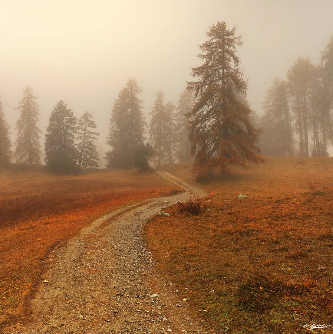 swiss, Матвеев Николай