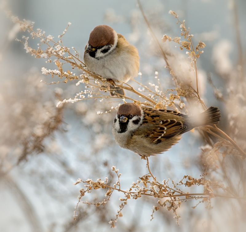 птица, воробей, воробушки.. фото превью