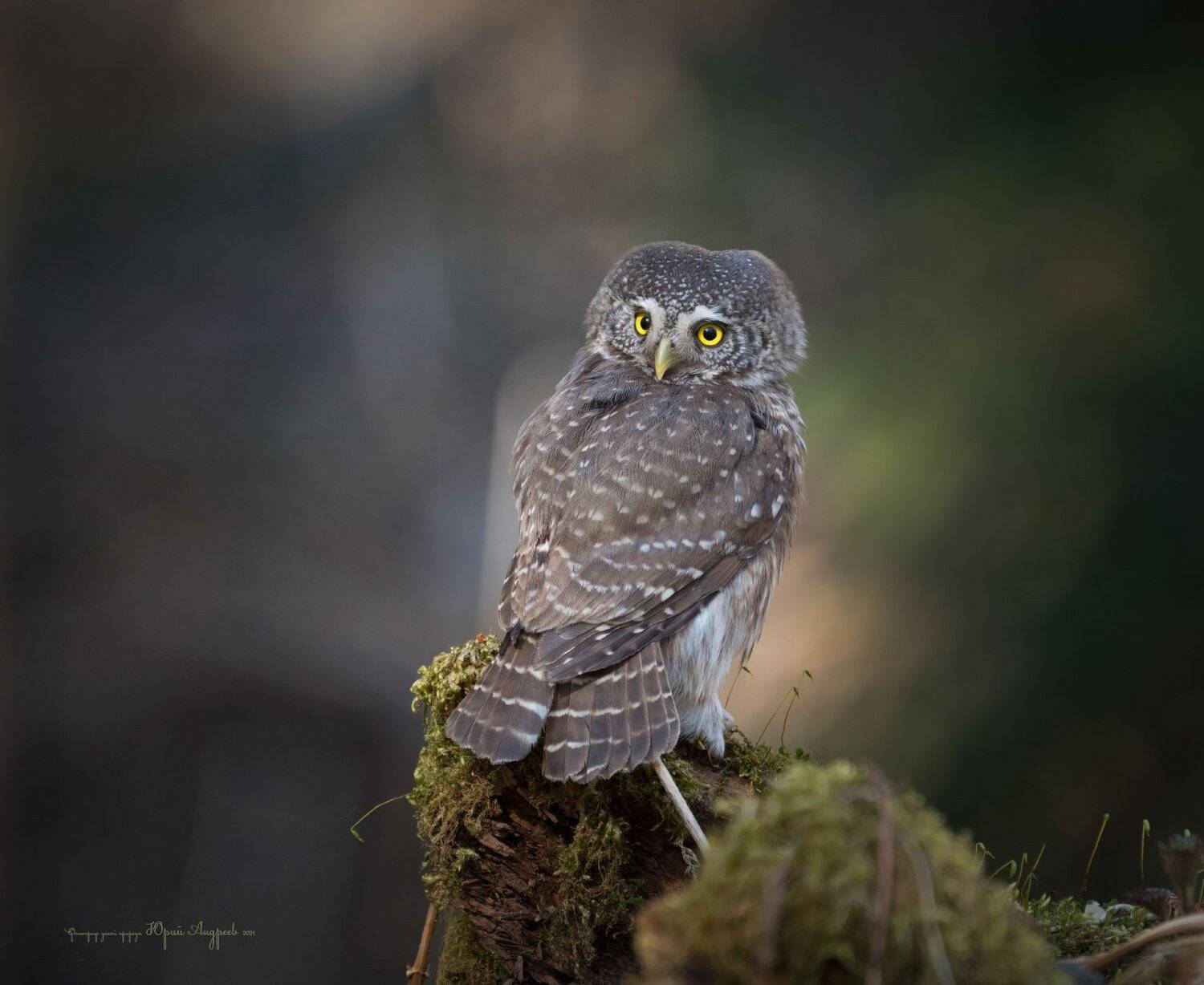 воробьиный сыч, сыч-воробей,  eurasian pygmy-owl, сова, птица, взгляд,, Юрий Андреев
