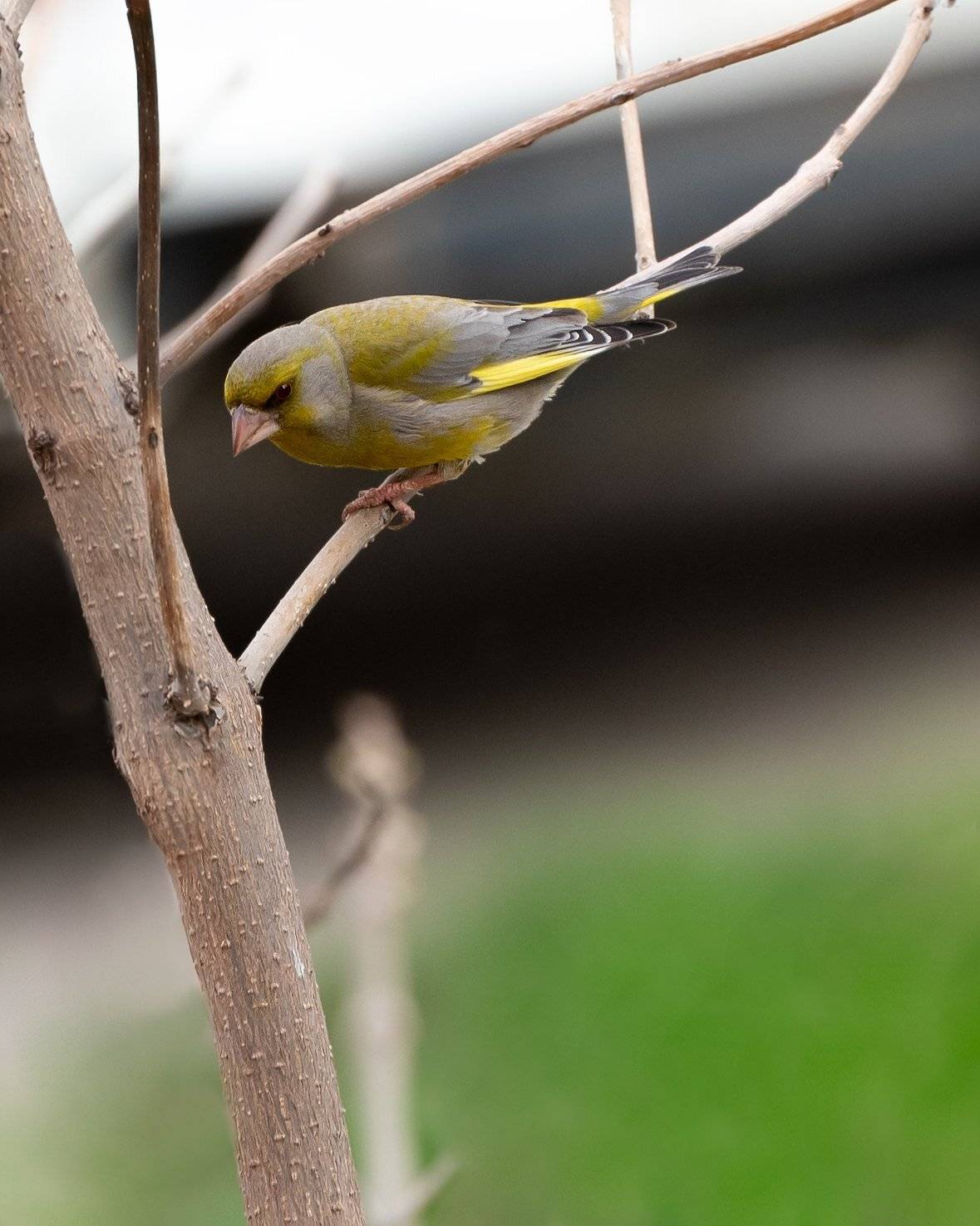 зеленушка, Алексей Рыльский