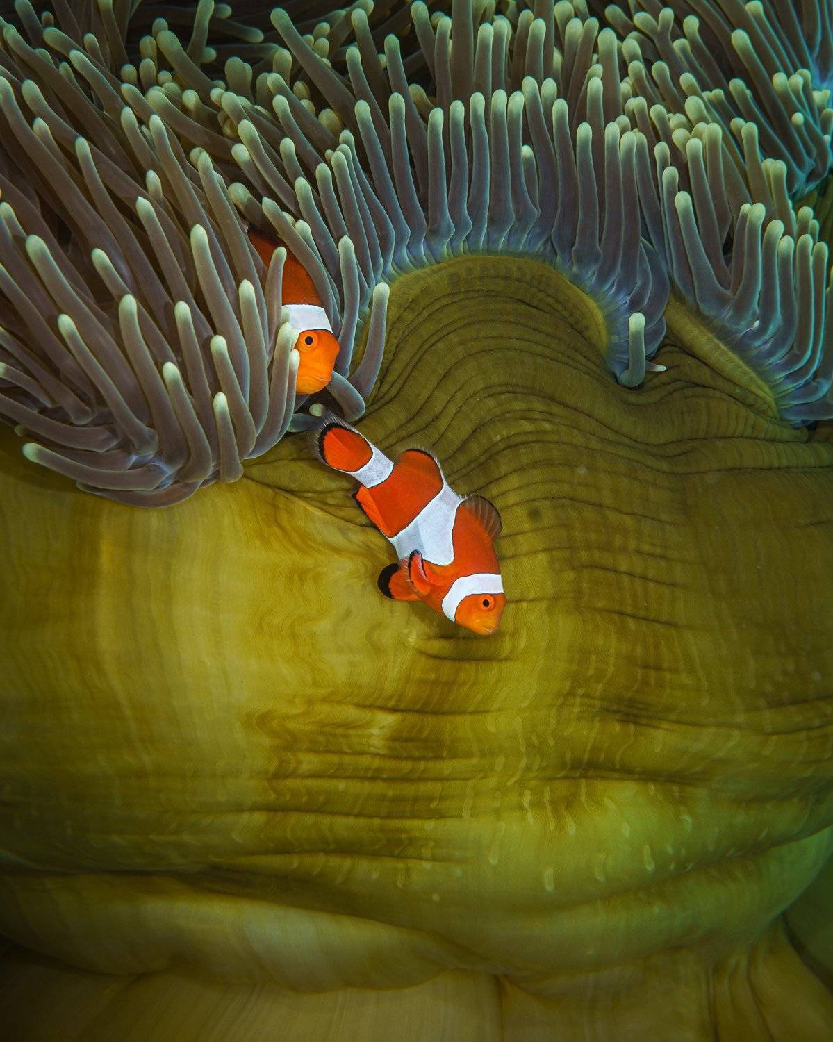 , Андрей Савин