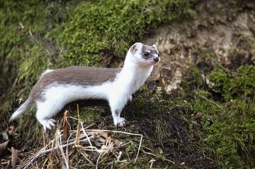 Демисезонная шубка