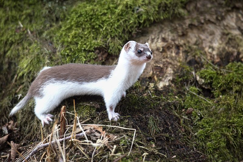 Ласка Демисезонная шубка фото превью