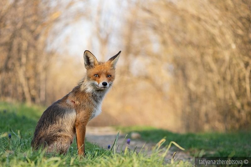 fox, my-mriya, mymriya, wildlife, Ляська фото превью