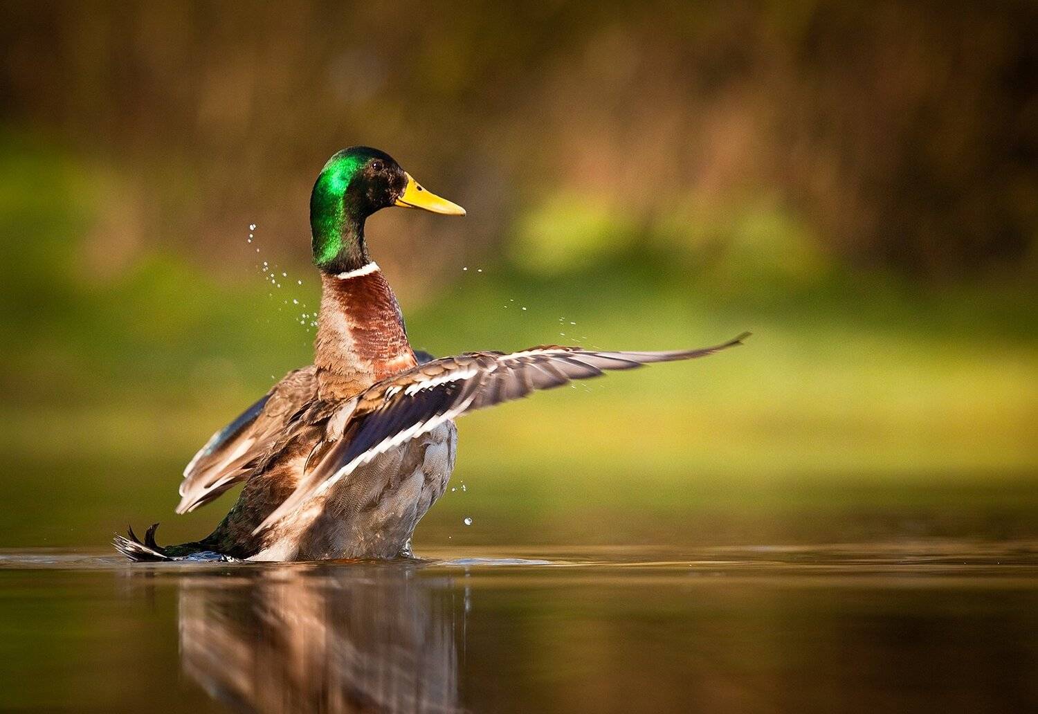 Duck. Автор: Robert Adamec , Robert Adamec