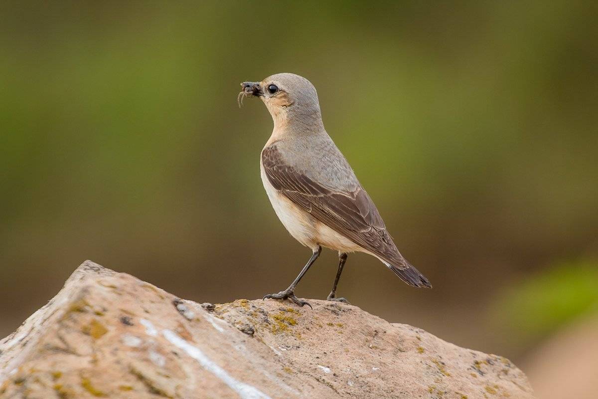 птицы, каменка, wildlife, birds, весна, northern wheatear, Алексей Юденков