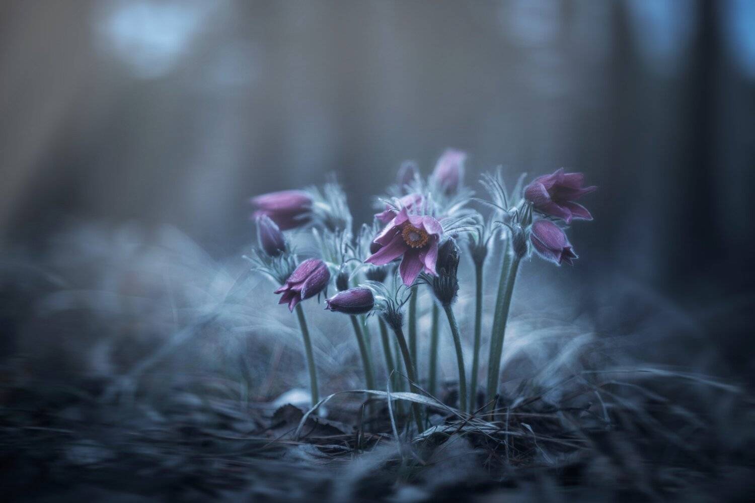 , Лапшина Владлена