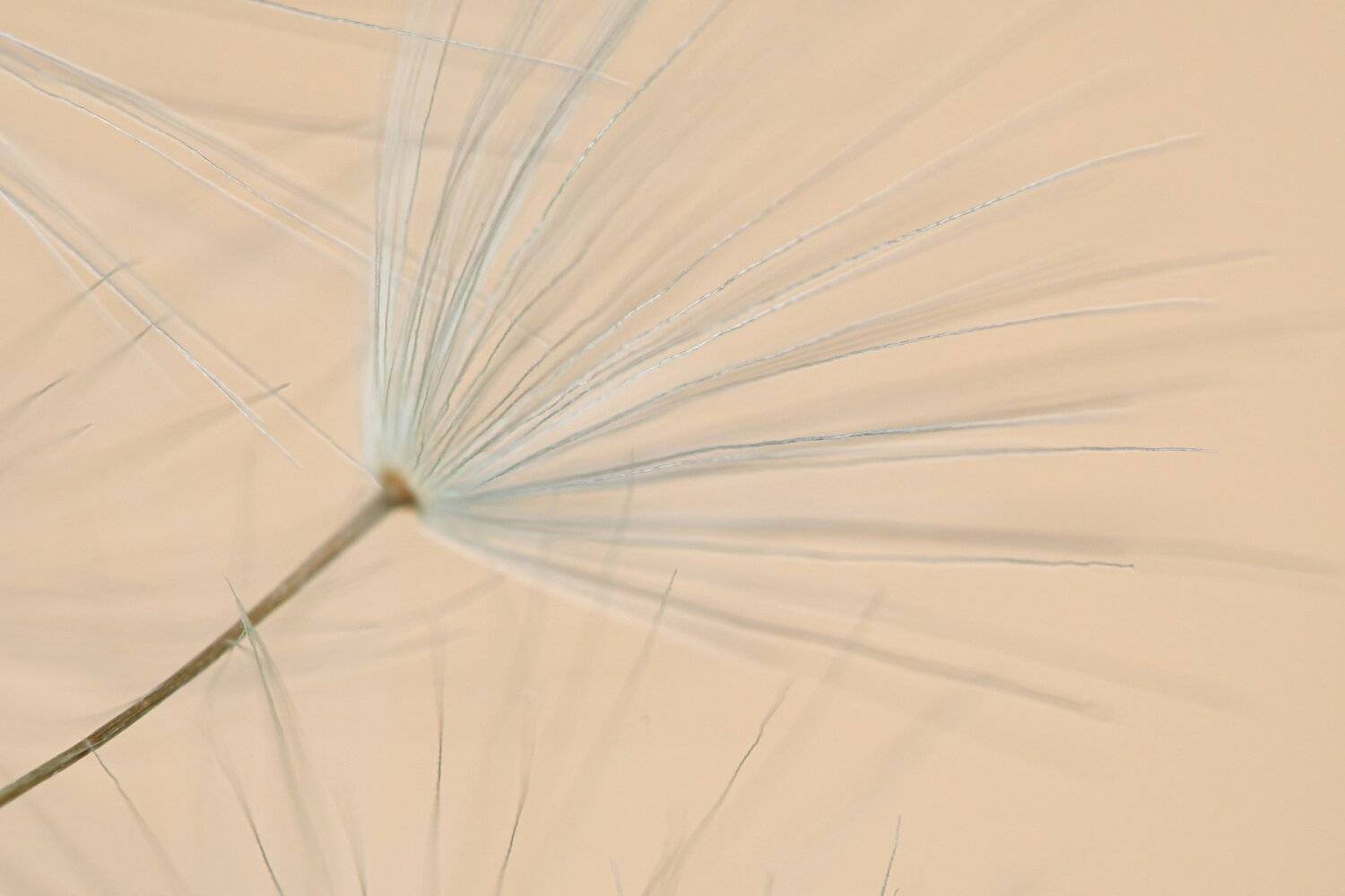 softly dandelion seed parachute,  Mykhailo