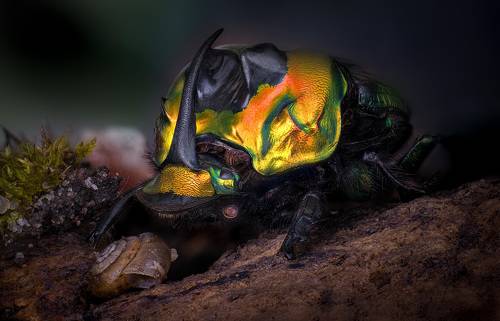 Sulcophanaeus imperator