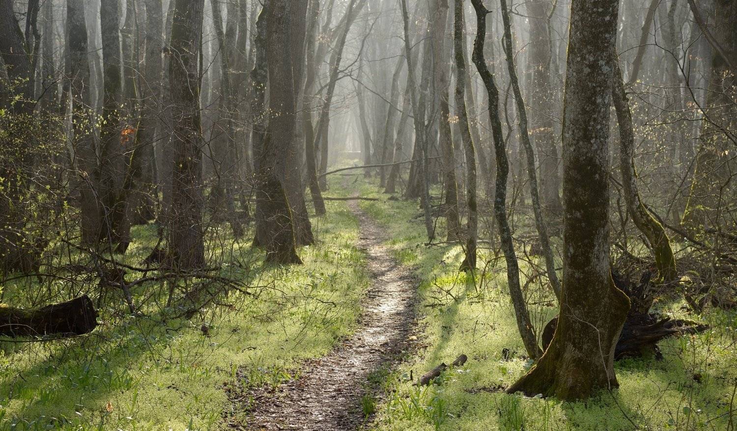 весна туман лес утро, Александр Жарников