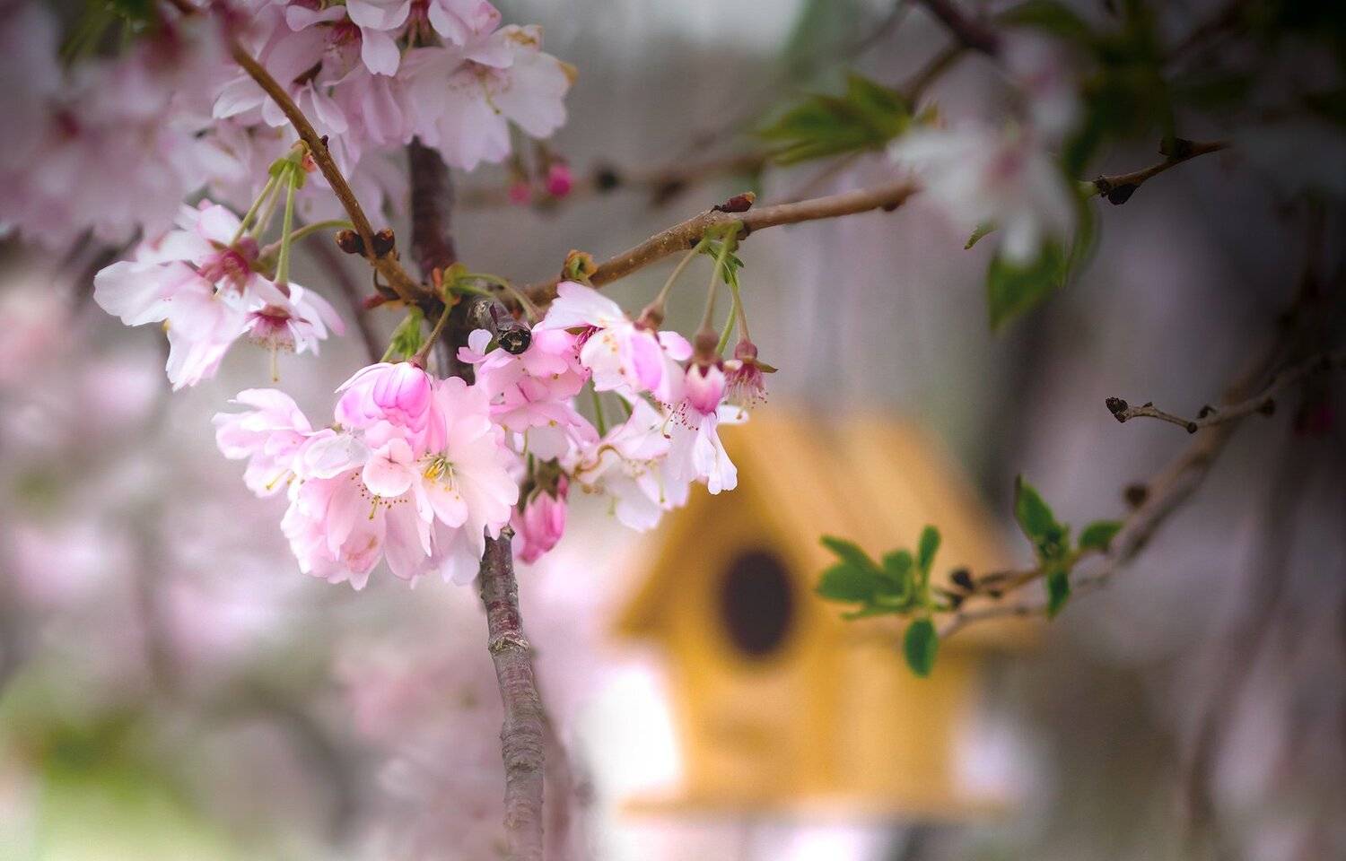 природа,цветы,весна,скворечник,сакура,, Антонина Яновска