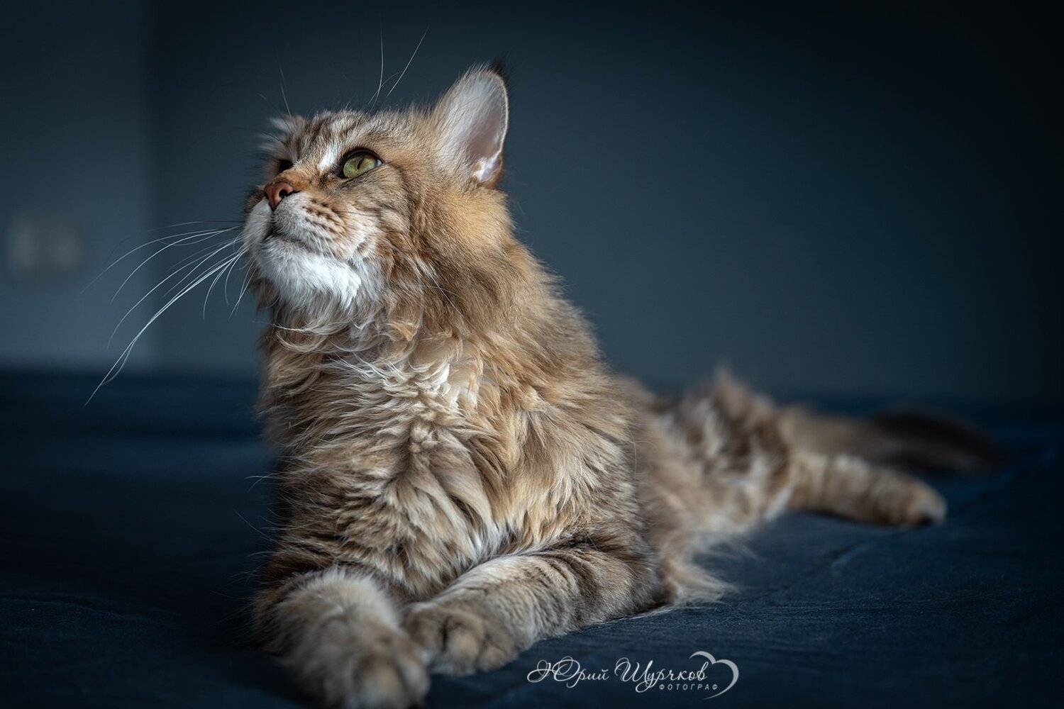 кошки, мейнкун, Юрий Шурчков