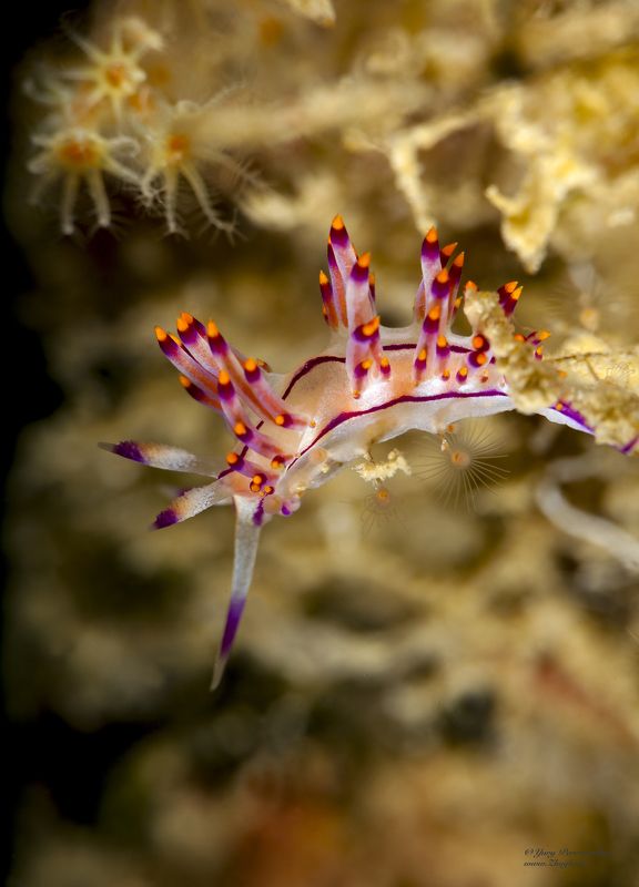 подводное фото подводный мир хургада египет жогло zhoglo красное море Перед прыжком фото превью