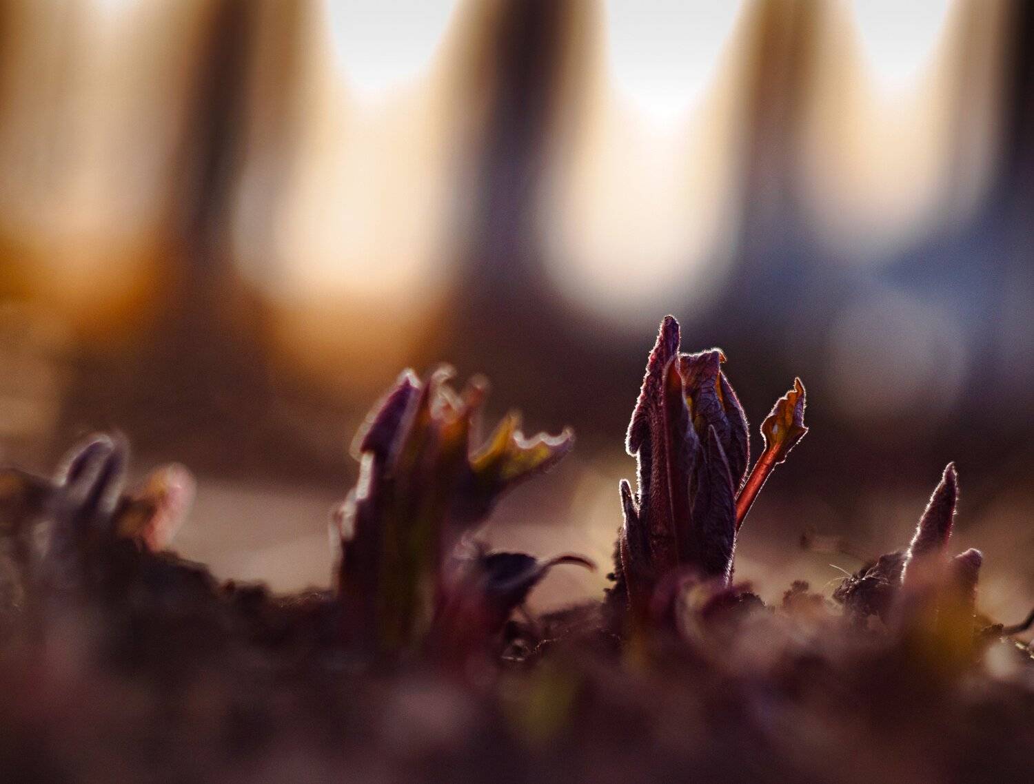 , Лариса Лофицкая