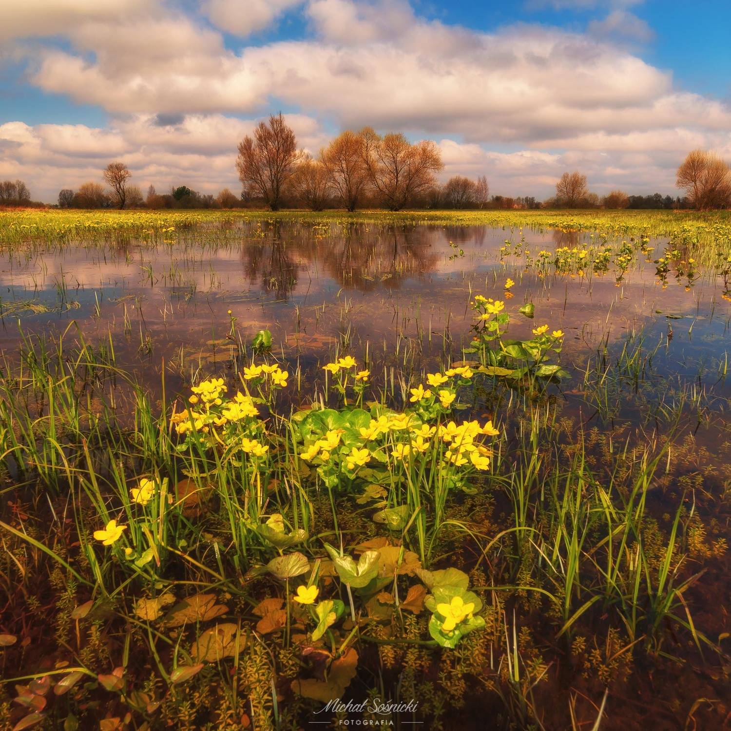 #marigolds #flowers #spring #poland #nature #beautiful #best #sky, Michał Sośnicki